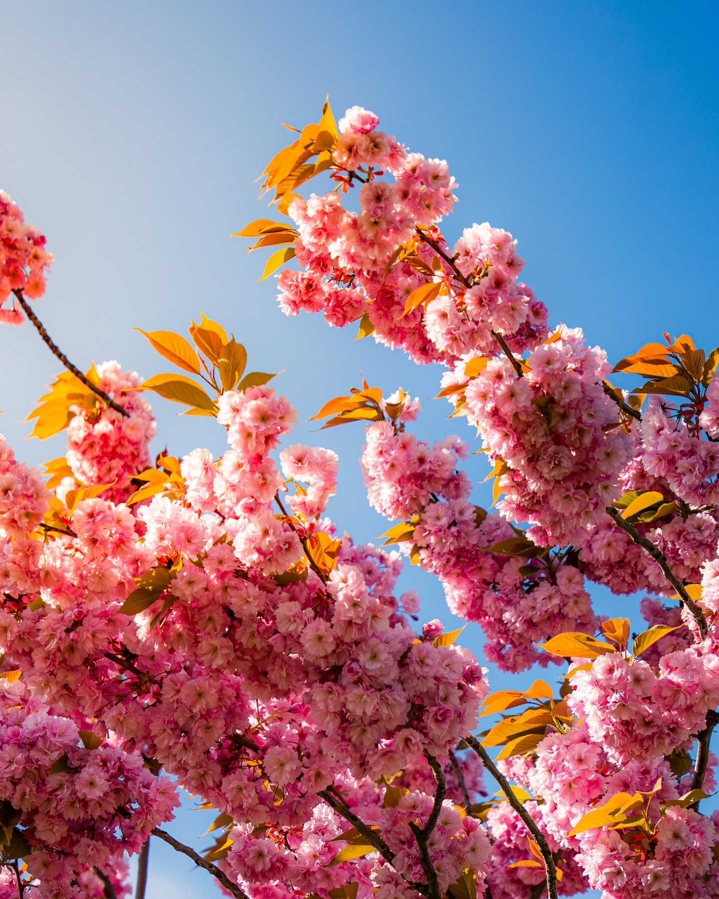 Kirschblüten im Sonnenlicht